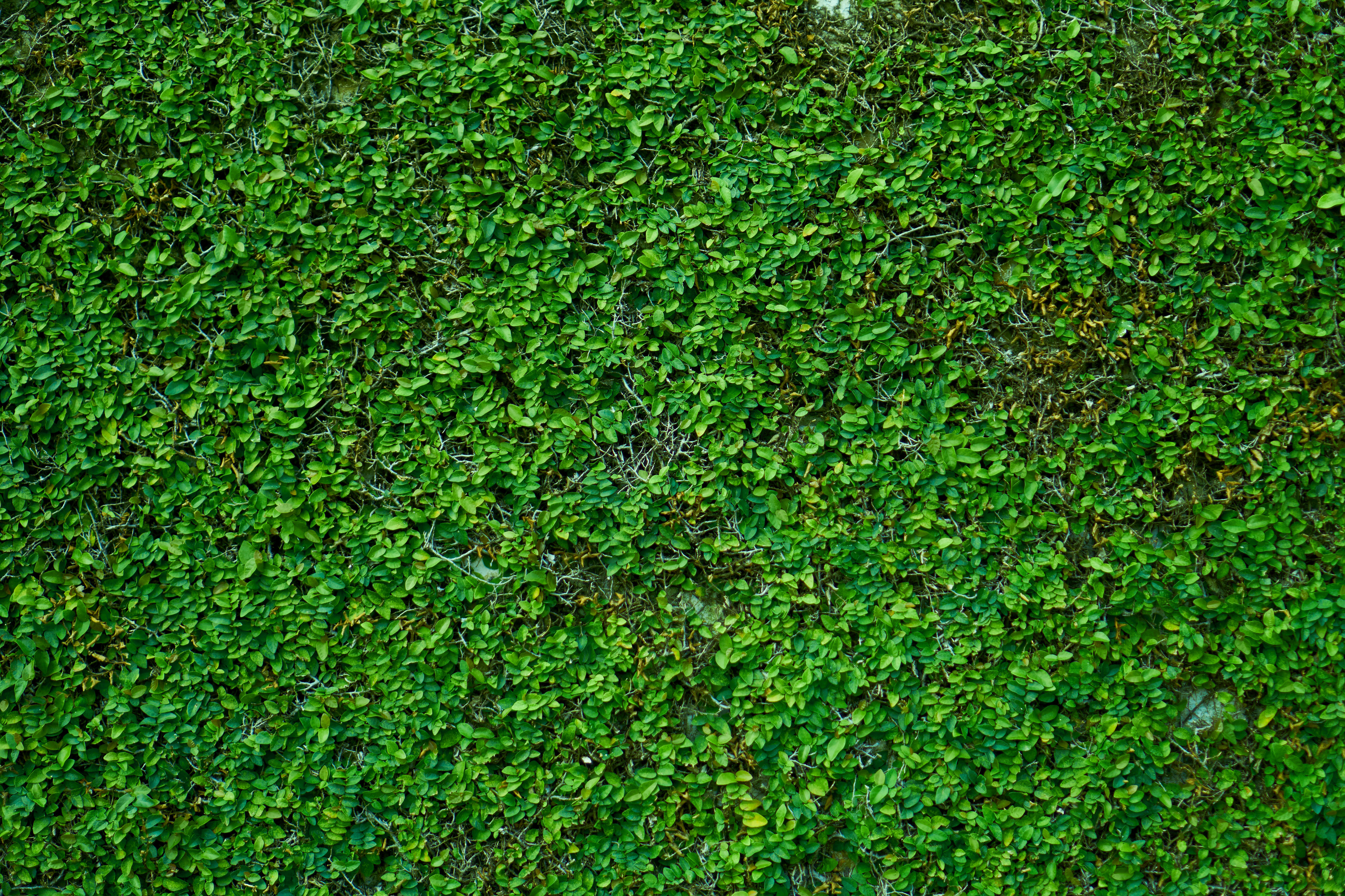 grass wall outdoor